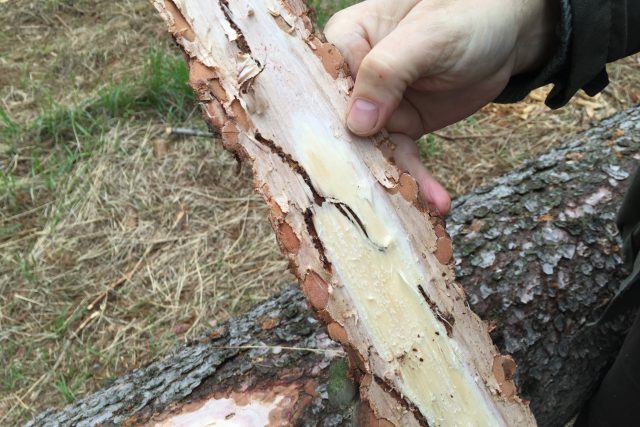 Takto vypadá dřevo napadené kůrovcem | foto: Michal Malý,  Český rozhlas