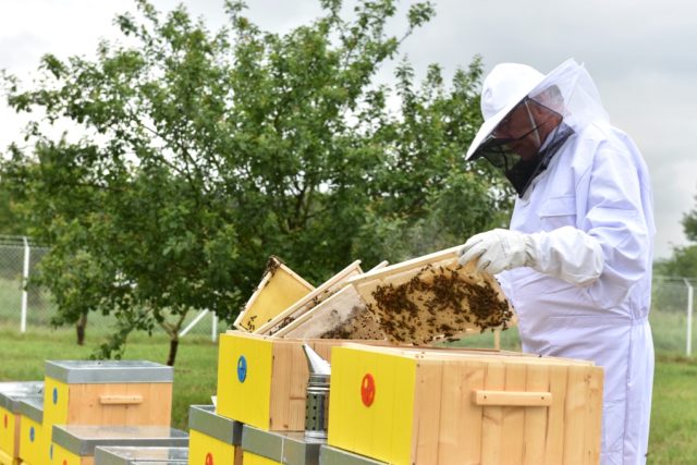 Podle nového předpisu mají zemědelci minimálně 48 hodin dopředu oznamovat včelařům,  že budou rostliny chemicky ošetřovat | foto: Filip Jandourek