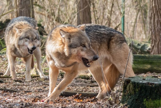 Vlci se vracejí do volné přírody. Na Šumavu i na sever Čech | foto: Fotobanka Pixabay