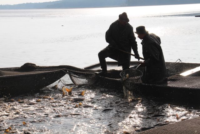 Rybářství Třeboň ročně produkuje kolem 3200 tun tržních ryb. Jen dvacet procent prodá doma,  zbytek míří do zahraničí | foto: Andrea Poláková,  Český rozhlas