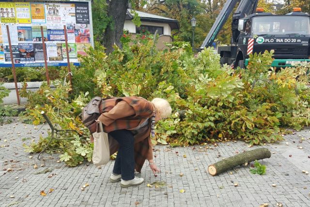 Někteří kolemjdoucí sbírali kaštany z poražených jírovců | foto: Lucie Suchánková Hochmanová,  Český rozhlas