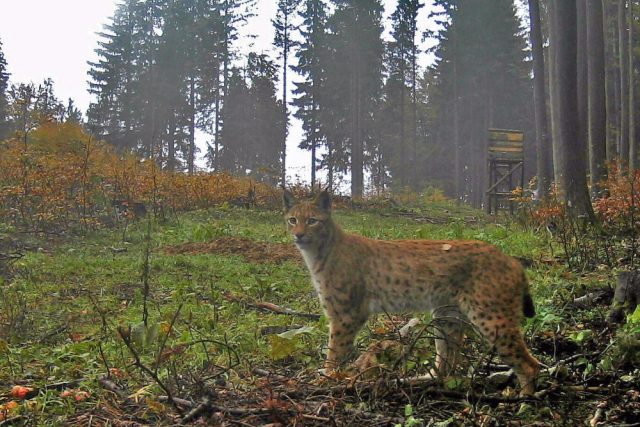 Rys ostrovid zachycený fotopastí v honitbě Borová na Českokrumlovsku | foto: snímek z fotopasti