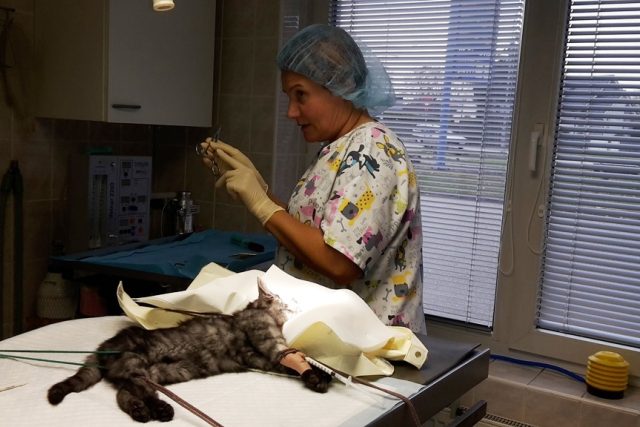 Kotě s nemocným okem musela veterinářka Lucie Míková operovat. Vše trvalo zhruba patnáct minut | foto: Jana Urbanová