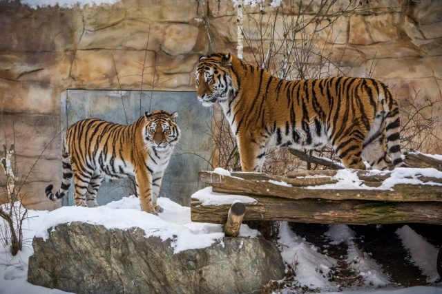 Tygří pár Oliver a Altaica v Zoo Hluboká si zvyká na soužití ve společném výběhu | foto: Zoo Hluboká