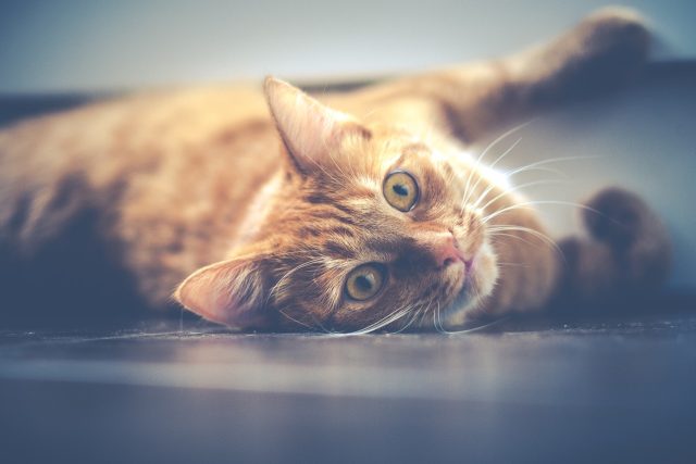 Kočka | foto: Fotobanka Pixabay