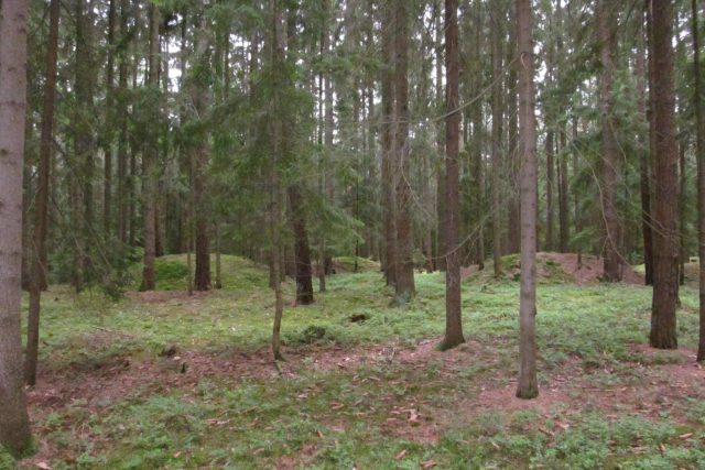 Mohyly v lese u Vitína na Českobudějovicku | foto: Zdeněk Zajíček,  Český rozhlas