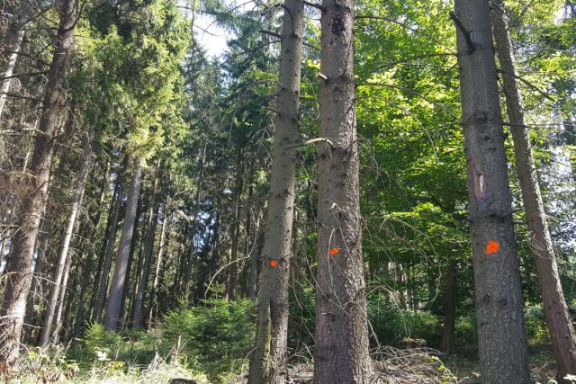 Kůrovcem napadený smrkový les na Dačicku | foto: Lucie Suchánková Hochmanová,  Český rozhlas