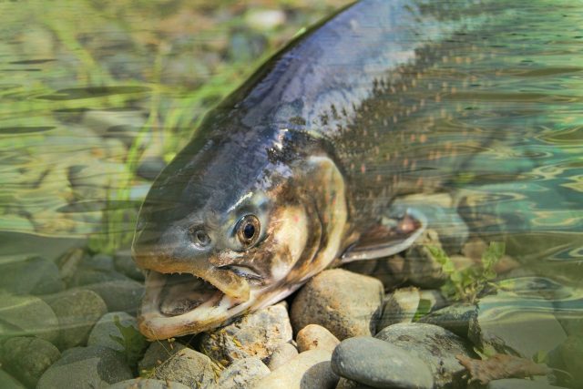 ryba,  pstruh,  řeka | foto: Creative Commons CC0 1.0 Universal,  Fotobanka Pixabay