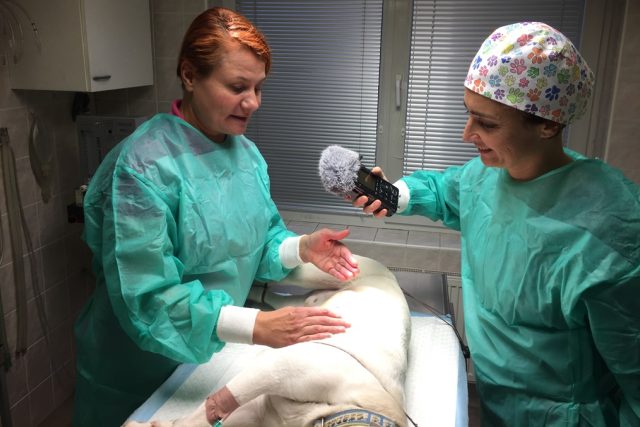 Veterinářka Lucie Míková vyřízla psovi celý nádor. Rozbor pak ukáže,  jestli byl zhoubný | foto: Jitka Cibulová Vokatá,  Český rozhlas