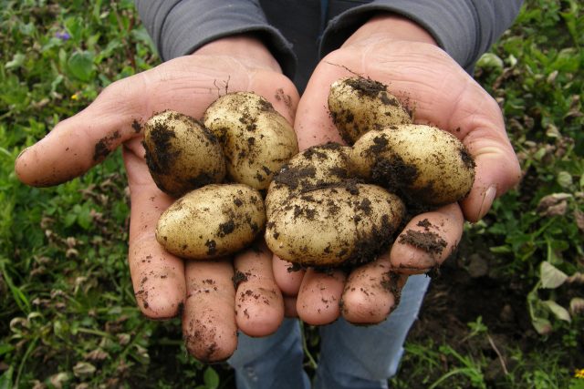 Konzumních brambor bude v letošním roce málo. Samotná chuť a barva se ale v závislosti na klimatických podmínkách nemění | foto: Fotobanka Pixabay