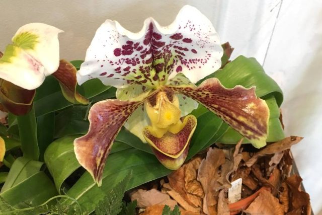 Výstava orchidejí a dalších exotických rostlin v Jihočeském muzeu | foto: Matěj Vodička,  Český rozhlas