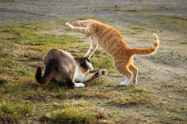 Kočičí bitka | foto: Fotobanka Pixabay