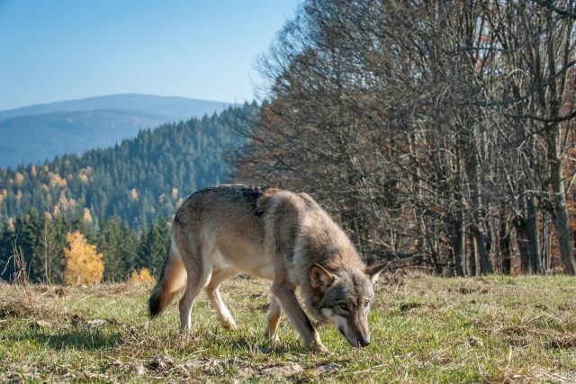 Vlk na Šumavě | foto: Fotobanka Profimedia