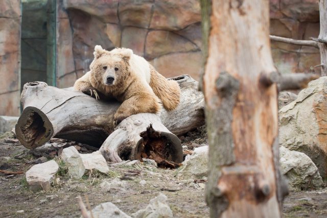 Medvěd plavý v Zoo Hluboká | foto: Marek Podhora / MAFRA / Profimedia,  Profimedia