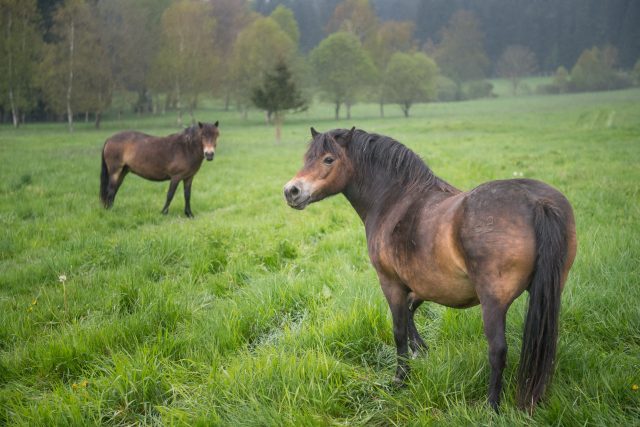 Divocí koně po vypuštění v nové rezervaci u Lipna | foto: Petr Skřivánek,  ČTK