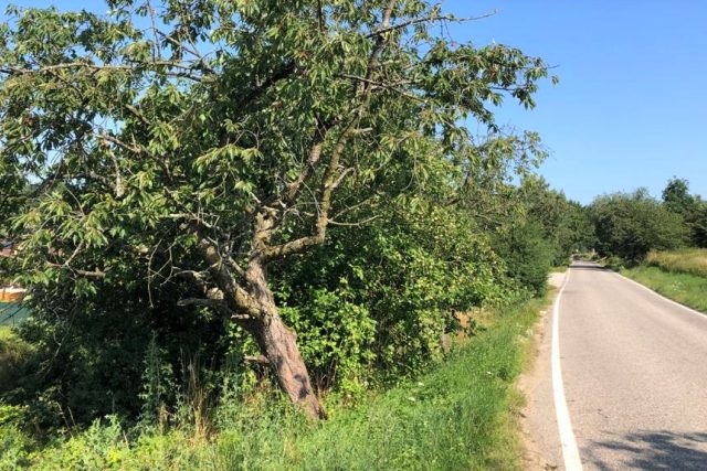 U silnic v celém Jihočeském kraji jsou tisíce ovocných stromů | foto: Jitka Cibulová Vokatá,  Český rozhlas,  Český rozhlas
