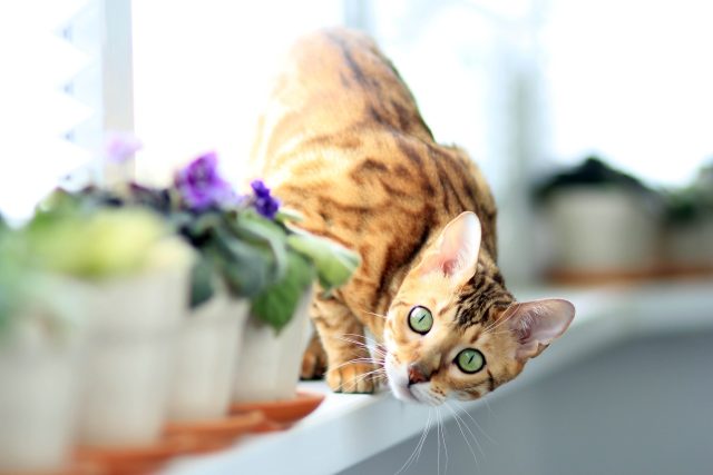 Kočka bengálská | foto: Fotobanka Pixabay