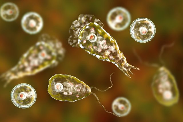 Améba naegleria | foto: Shutterstock