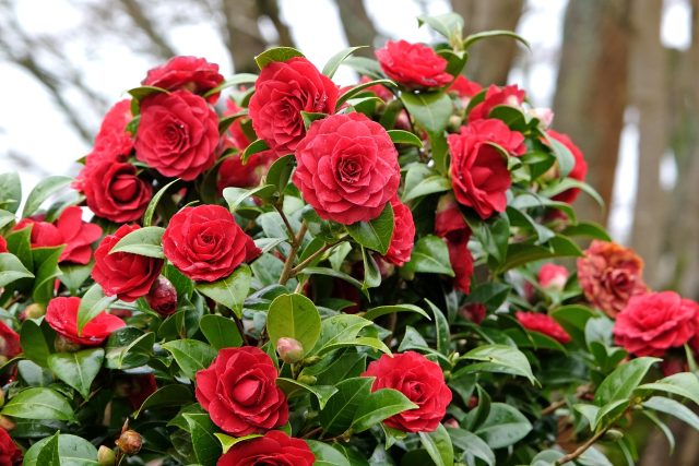 Camellia japonica | foto: Shutterstock