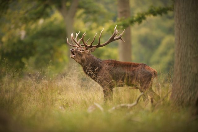 Ilustrační foto | foto: Shutterstock