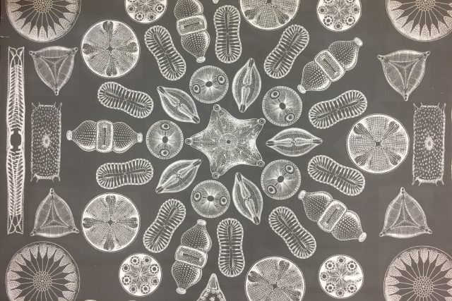 Mikroskopické řasy rosivky na výukovém plátně | foto: Jitka Cibulová Vokatá,  Český rozhlas,  Český rozhlas