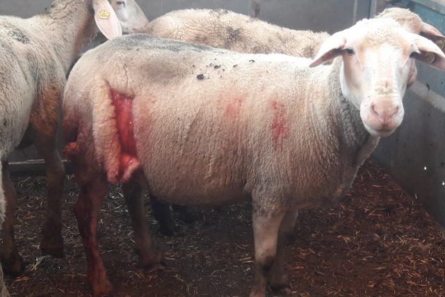 Vlci opakovaně napadli stádo ovcí na farmě Muckov na Českokrumlovsku | foto: Jitka Cibulová Vokatá,  Český rozhlas