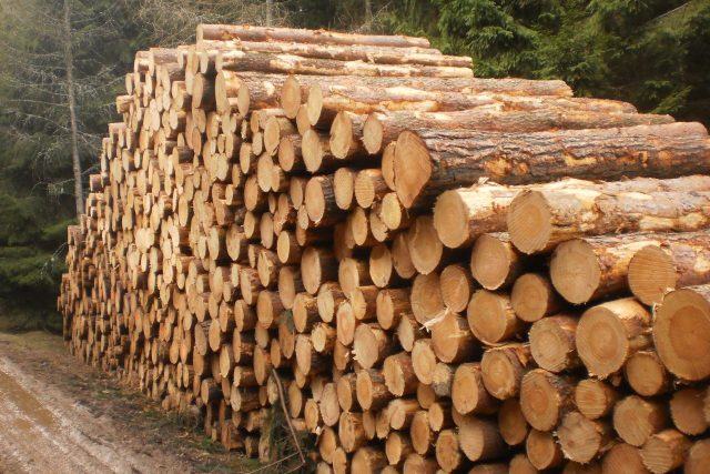 Těžba dřeva napadeného kůrovcem | foto: Lesy České republiky
