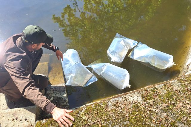 Vysazování váčkových plůdků kapra | foto: Kristýna Barchini,  Český rozhlas