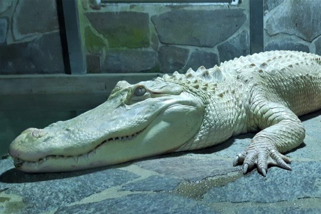 Hugo,  krokodýl albín v Krokodýlí ZOO Protivín | foto: Krokodýlí ZOO Protivín
