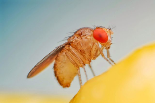 Octomilka | foto: Shutterstock