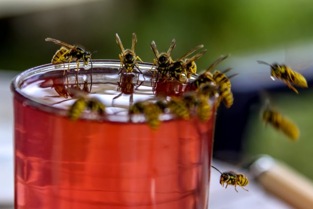 Ilustrační foto | foto: Shutterstock