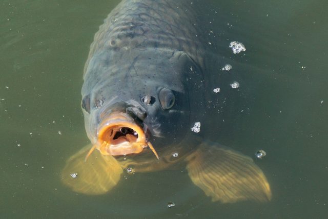 Teplota vody je pro ryby zásadní. Podle Tomáše Zoubka z Krajského školního hospodářství nesmí překročit 28 stupňů | foto: Fotobanka Pixabay