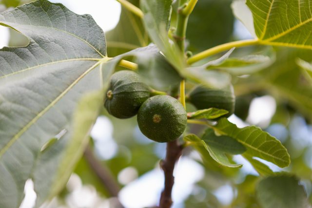 Plody fíkovníku na stromě | foto: Profimedia