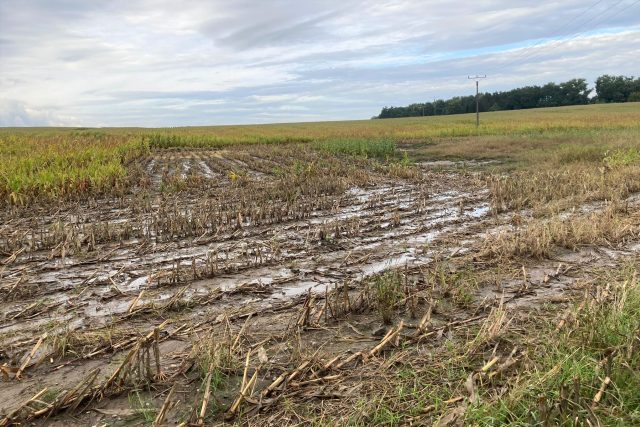 Časté deště komplikují sklizeň kukuřice | foto: Jitka Cibulová Vokatá,  Český rozhlas