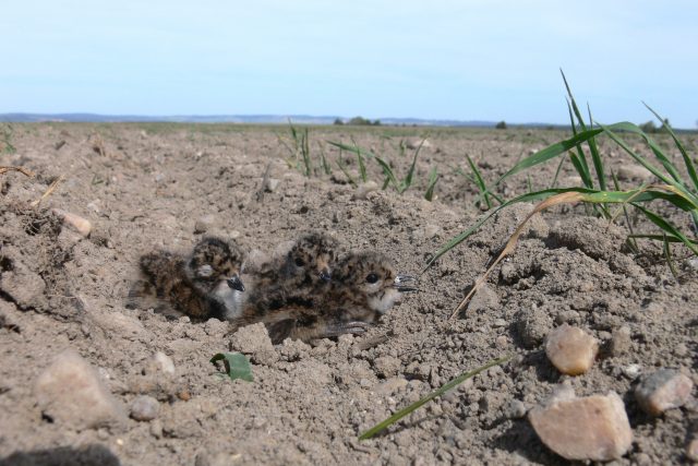 Mláďata čejky chocholaté v hnízdišti na poli  | foto: Vojtěch Kubelka