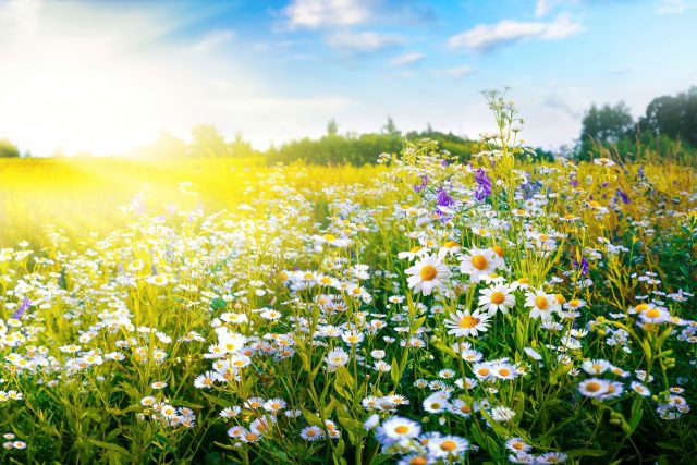 Ilustrační foto | foto: Shutterstock