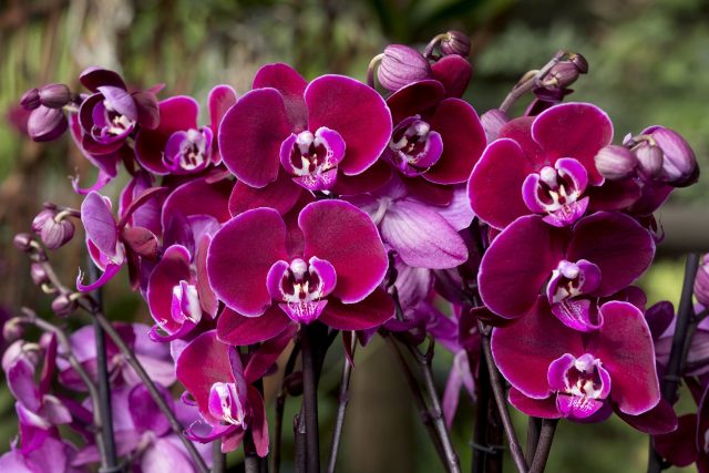 Orchideje v expozici ve skleníku Fata Morgana v Botanické zahradě Praha | foto: Petr Topič,  MAFRA / Profimedia