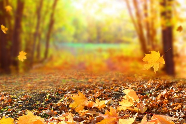 Ilustrační foto | foto: Shutterstock