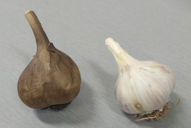 Dvě formy česneku: vpravo syrový,  vlevo černý stařený,  který vyrábějí jihočeští vědci | foto: Jan Bedrníček,  Jihočeská univerzita