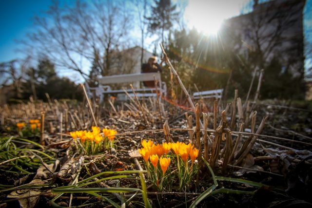 Nejprve se v táborské botanické zahradě na sluncem prosvětlených místech objevují květy krokusů,  postupně s jarním počasím vykvétají další a další rostliny | foto: David Peltán,  MAFRA / Profimedia