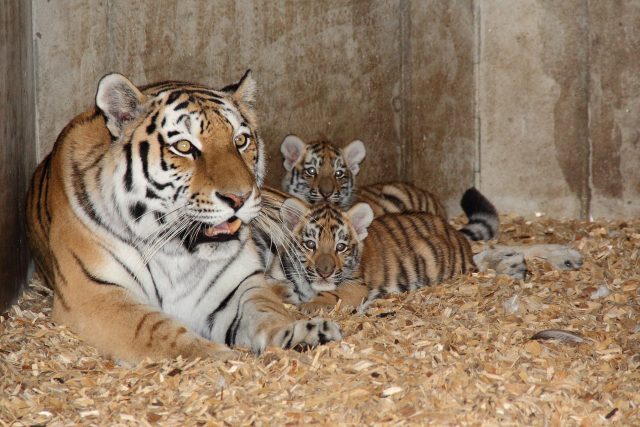 Samice Altaica v Zoo Hluboká letos přivedla na svět dvě mláďata | foto: Michaela Jerhotová,  Jihočeská zoologická zahrada Hluboká nad Vltavou