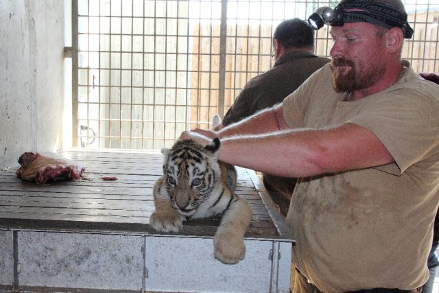 Velkým úspěchem je letošní odchov čtyř tygrů ussurijských. Ošetřovatelé už mláďata očkovali,  ale lidé je zatím ve výběhu neviděli | foto: Michaela Jerhotová,  Zoo Hluboká