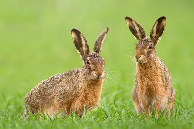 Zajíci polní | foto: Shutterstock