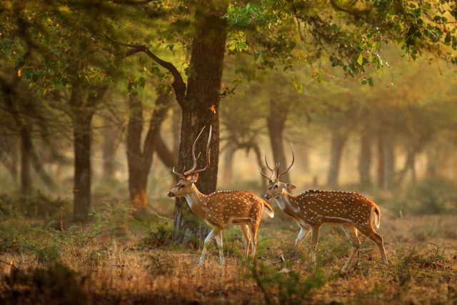 Ilustrační foto | foto: Shutterstock