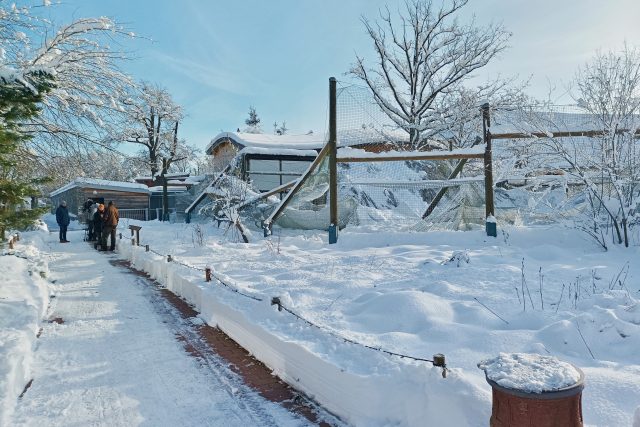 Sněhová kalamita v Zoo Hluboká | foto: Petr Lundák,  MAFRA / Profimedia