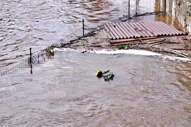 Slunečnice,  která se pro obyvatele Roudného stala symbolem | foto: Zdeněk Zajíček,  Český rozhlas