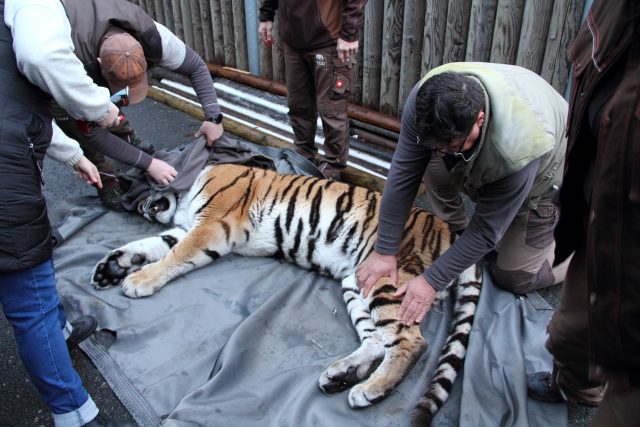 Příprava tygra k převozu v Zoo Hluboká | foto: Zoo Hluboká