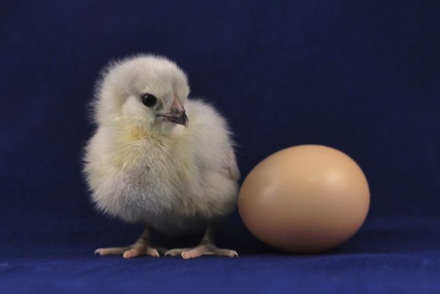kuře,  kuřátko,  vejce,  vajíčko | foto: Unsplash,  CC0 1.0
