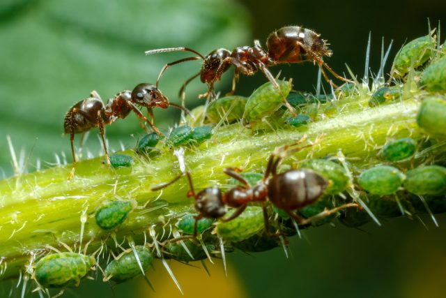 Mravenci a mšice | foto: Shutterstock