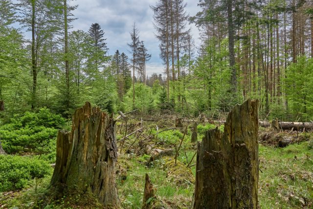 Les po kůrovcové kalamitě | foto: Shutterstock